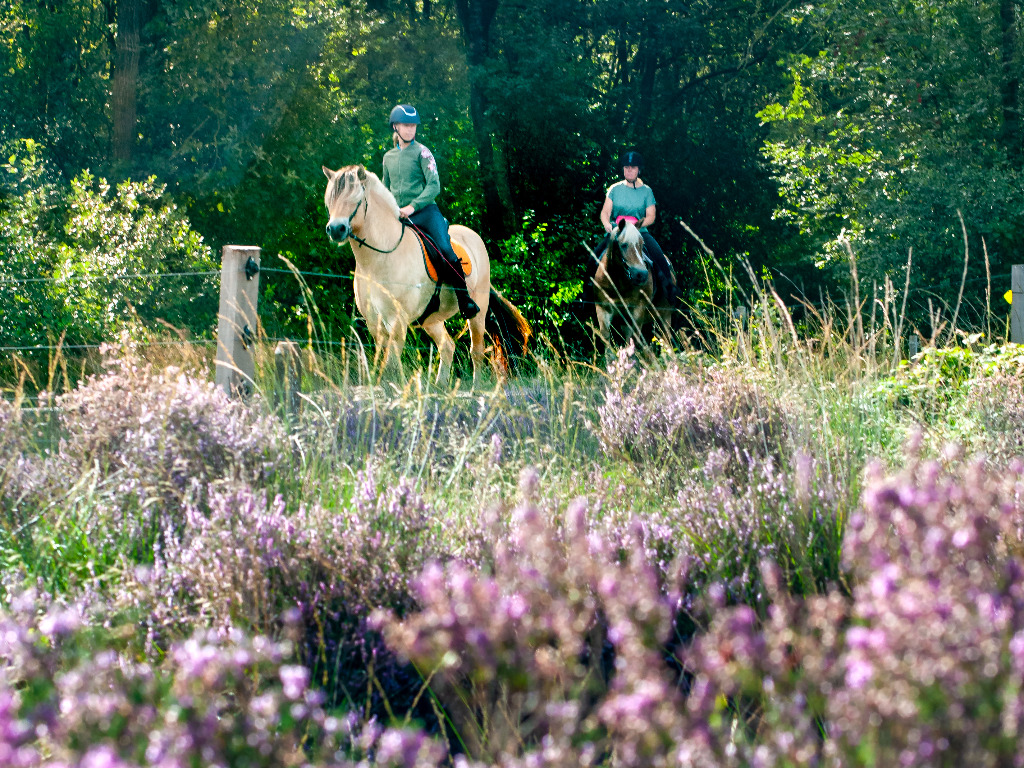 Paardrijden Drenthe