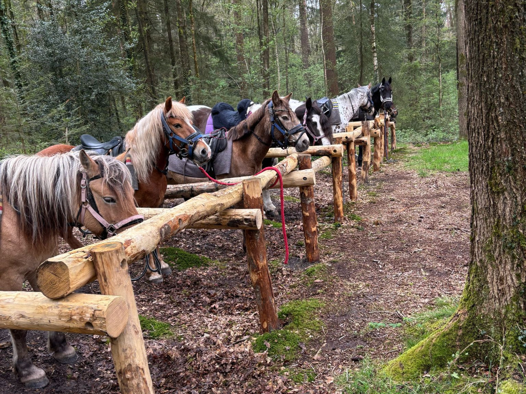 Foto paarden LC bij aanbindplaats Poolshoogte bijgesneden